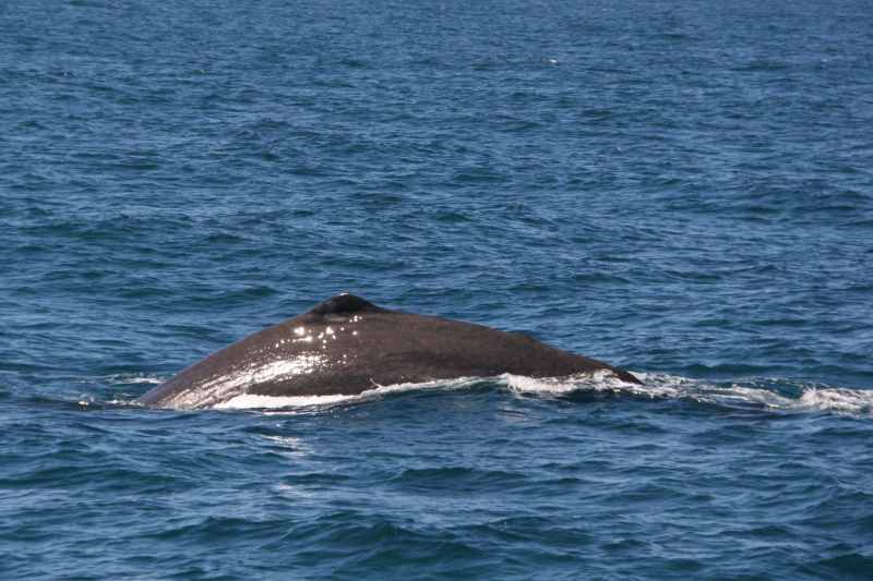 Nieuw-Zeeland 2011 - 1240
